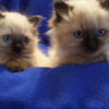 Sonata Seal Point Mitted