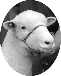 Dorset Sheep Breeder